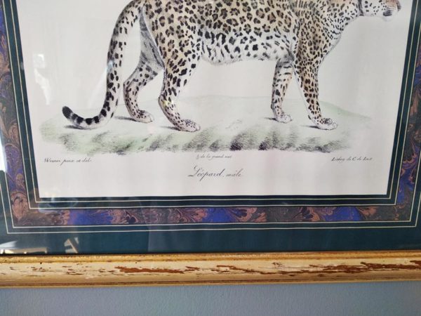 Léopard mâle - détail
